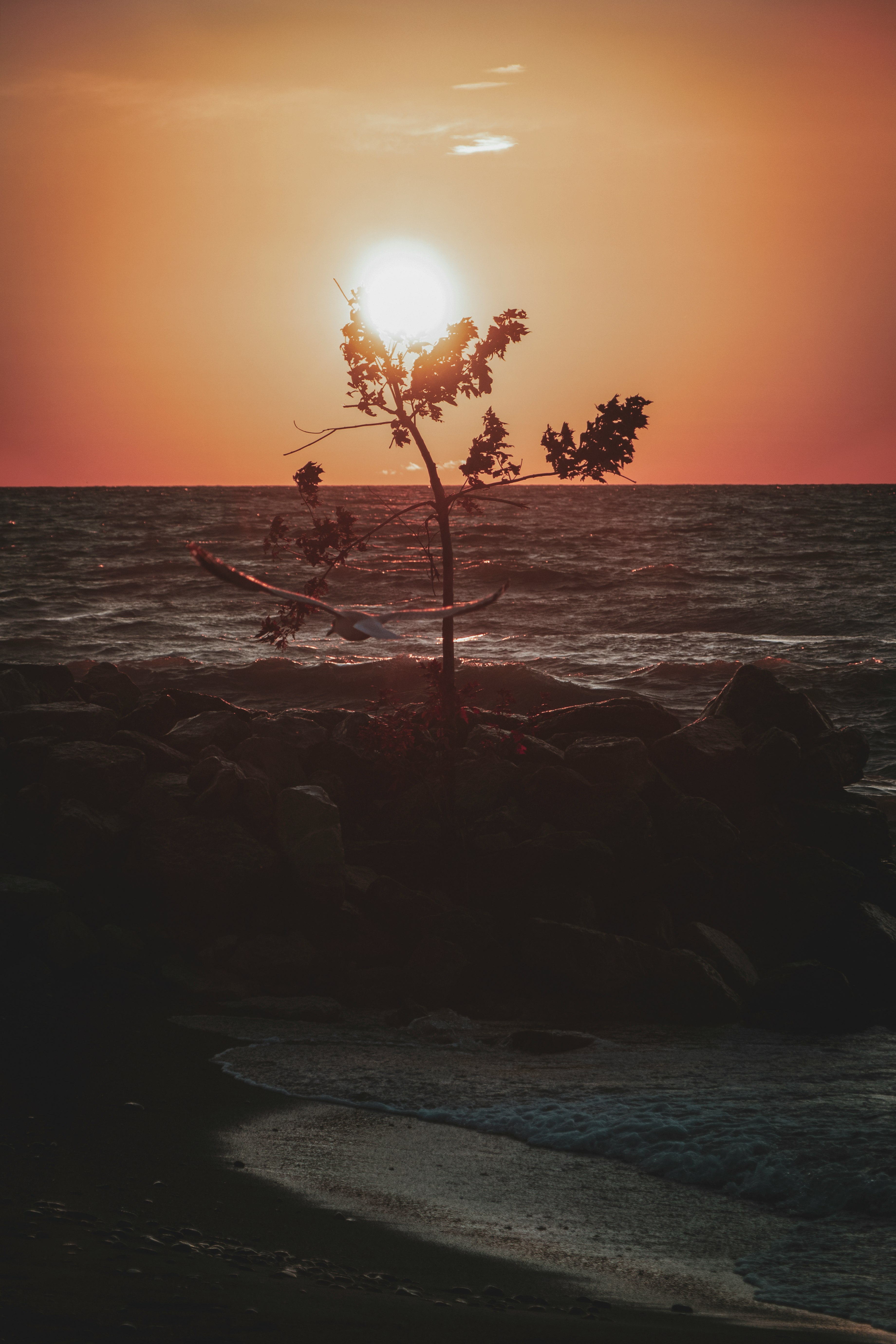 silhouette photography of plant during golden hour